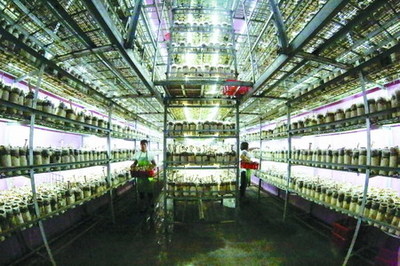 衢州翔龍農(nóng)業(yè)以反滲透膜技術(shù)提升豬肚菇品質(zhì)，引領(lǐng)綠色栽培新趨勢(shì)