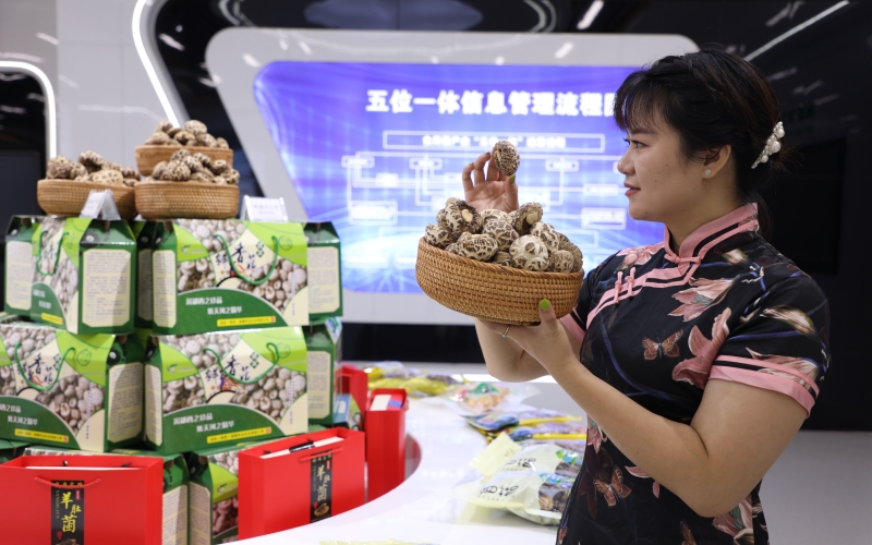 湖北鄖西 五大百億產(chǎn)業(yè)集群“頂起”工業(yè)經(jīng)濟(jì)，食用農(nóng)產(chǎn)品研發(fā)賦能鄉(xiāng)村振興